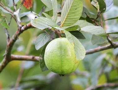Γκουάβα: Μία υπερτροφή που δεν ξέρουμε καλά